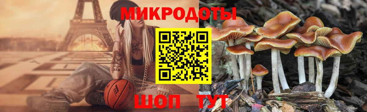 Псилоцибиновые грибы Psilocybe Гуково